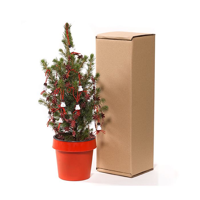 Bureau kerstboompje - diverse versiering en verpakkingen mogelijk